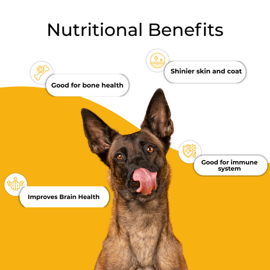 Boggos Premium Dog Food for Adult Dogs (1.2 kg) | Powered by Superfoods & BSFL | Complete, Balanced, Vet-Trusted Nutrition